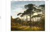 Umbrella Pines Wallpaper Mural |  Piet Hein Eek Wallpaper