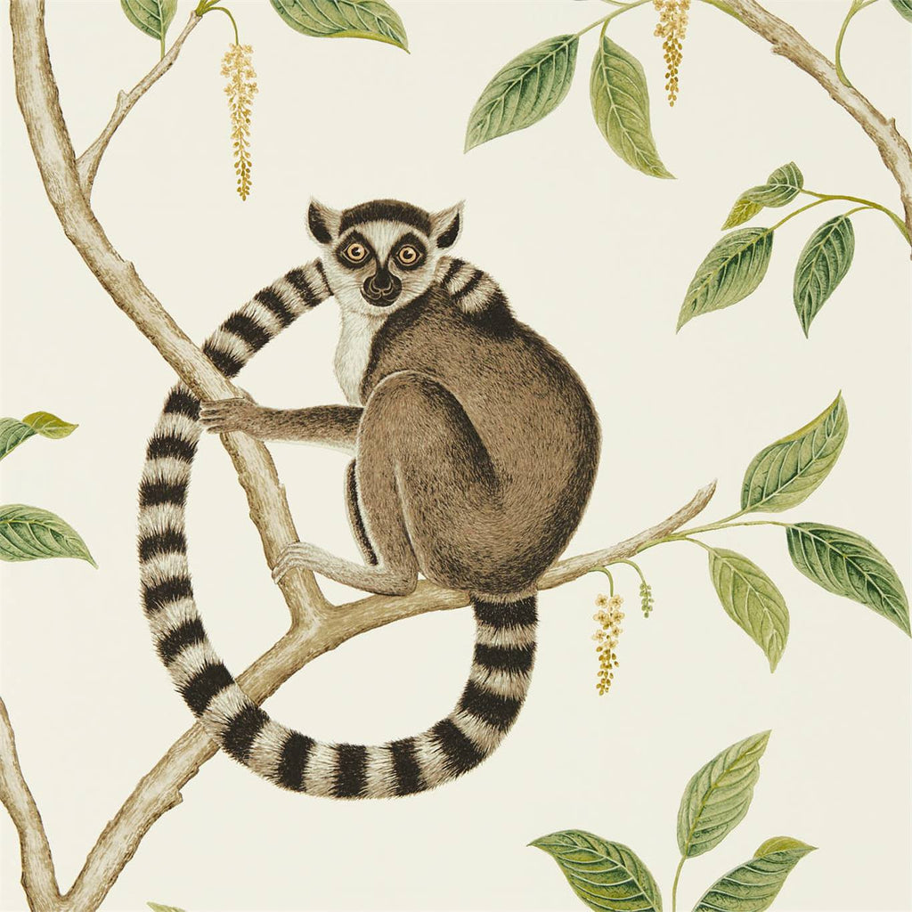 Ringtailed Lemur 216664 Wallpaper