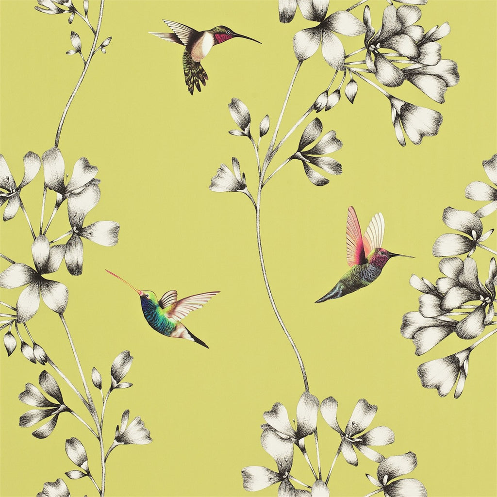 Harlequin Wallpaper Australia| Hummingbirds | Amazilia 11061 in Gooseberry