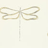 Dragonfly 110243 Wallpaper, Scion, from their Melinki Collection